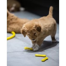 Fiboo fiboone puppy łagodzi ból przy ząbkowaniu żółty