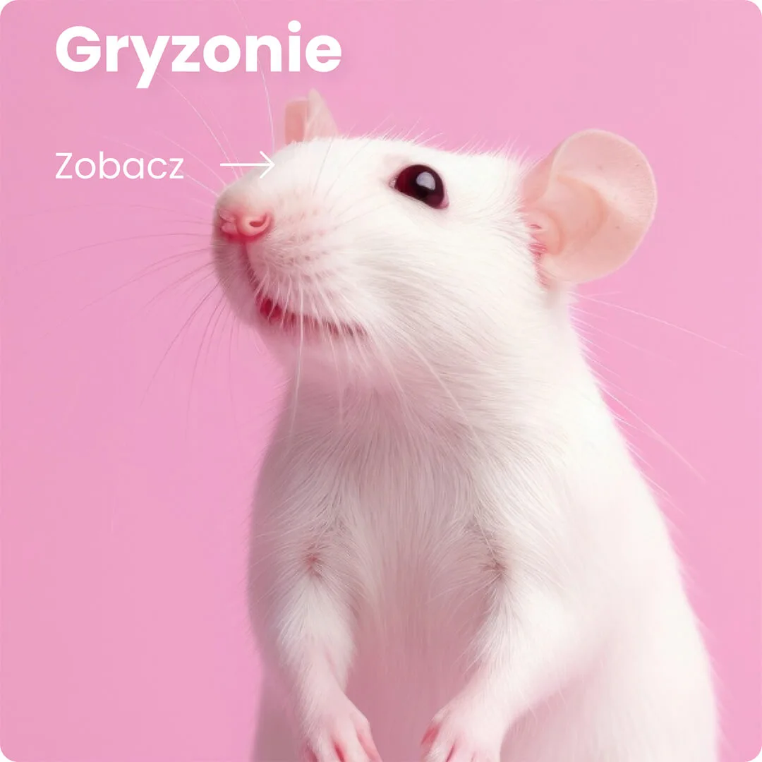 Gryzonie