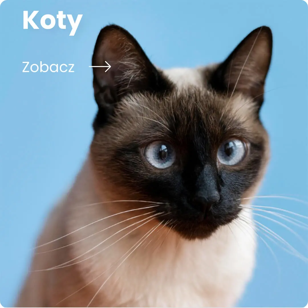 Koty